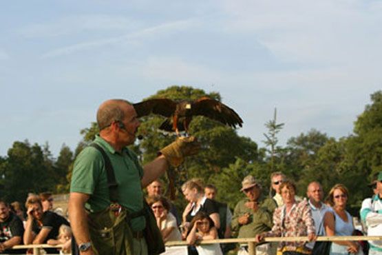 James with a Harris' Hawk