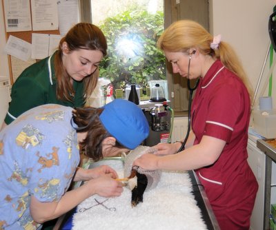 Vet and vet nurses operating on a Harris' hawk