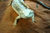 Bearded dragon (Pogona vitticeps)