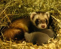 Ferret (Mustela putorius furo)