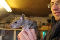 Gambian pouched rat (Cricetomys gambianus)