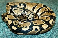 Boa constrictor (Boa constrictor imperator)