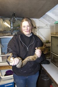 work experience student handling royal python