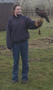 work experience student holding Harris hawk